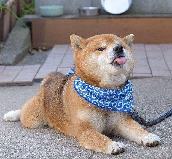 1617843530292204.jpg src=http_%2F%2Fn.sinaimg.cn%2Fsinacn05%2F315%2Fw580h535%2F20180818%2F72d3-hhvciix0488216.jpg&refer=http_%2F%2Fn.sinaimg.jpg