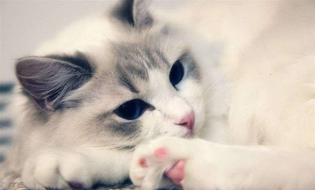 1623736128465325.jpg himg.jpg