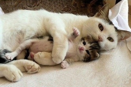 1626328855855783.jpg src=http_%2F%2Fimg4.5ichong.com%2F1463988635.jpg&refer=http_%2F%2Fimg4.5ichong.jpg