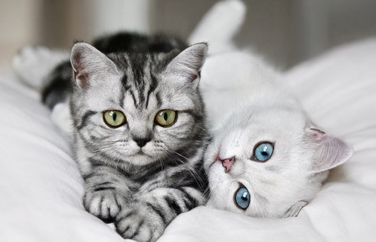 可愛(ài)貓貓喜歡吃什么，討厭吃什么